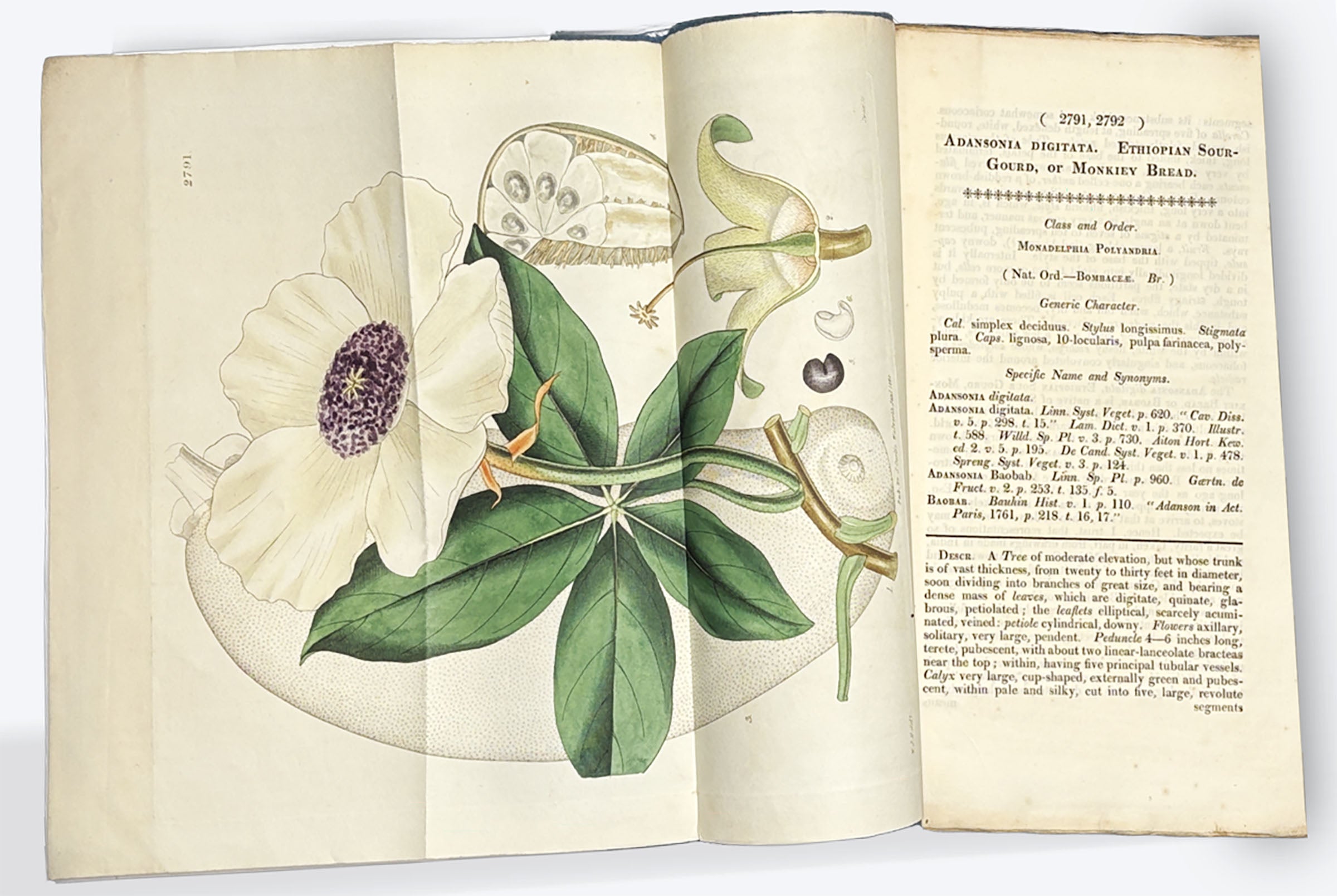 Rare Botanicals