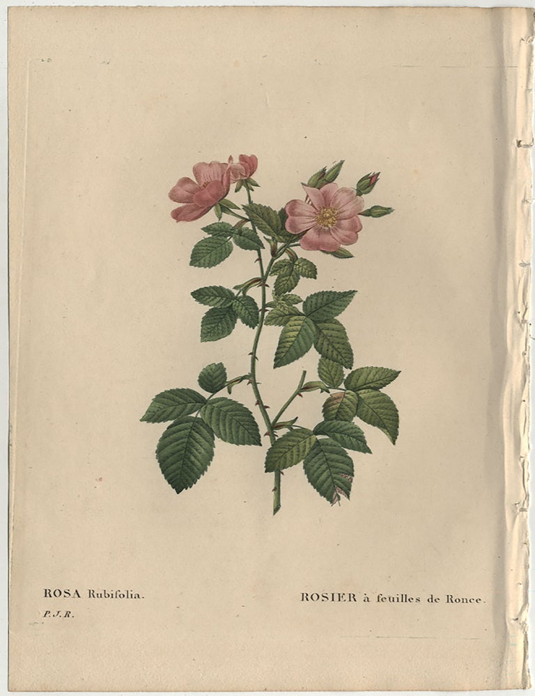 Item #858 LES ROSES: ROSA RUBIFOLIA / LE ROSIER &Agrave; FEUILLES DE RONCE. Pierre Joseph REDOUT&Eacute;, C. A. Thory.