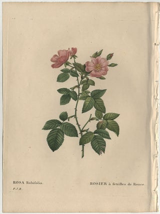 LES ROSES: ROSA RUBIFOLIA / LE ROSIER &Agrave; FEUILLES DE