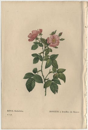Item #858 LES ROSES: ROSA RUBIFOLIA / LE ROSIER À FEUILLES DE RONCE. Pierre Joseph...