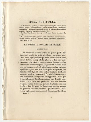 LES ROSES: ROSA RUBIFOLIA / LE ROSIER &Agrave; FEUILLES DE RONCE.