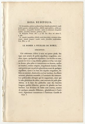LES ROSES: ROSA RUBIFOLIA / LE ROSIER À FEUILLES DE RONCE.