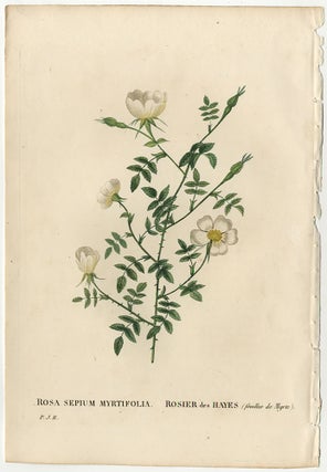 Item #859 LES ROSES: ROSA SEPIUM MYRTIFOLIA / ROSIER DES HAYES (FEUILLES DE MYRTE). Pierre Joseph...