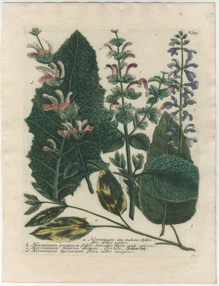 Item #860 PHYTHANTHOZA ICONOGRAPHIA. Pl. 579. Botanical Prints, Johann Wilhelm WEINMANN.