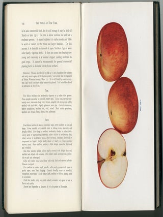 THE APPLES OF NEW YORK [Two Volumes].